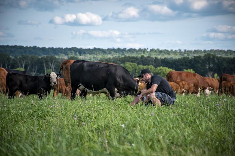 Huth Polled Herefords