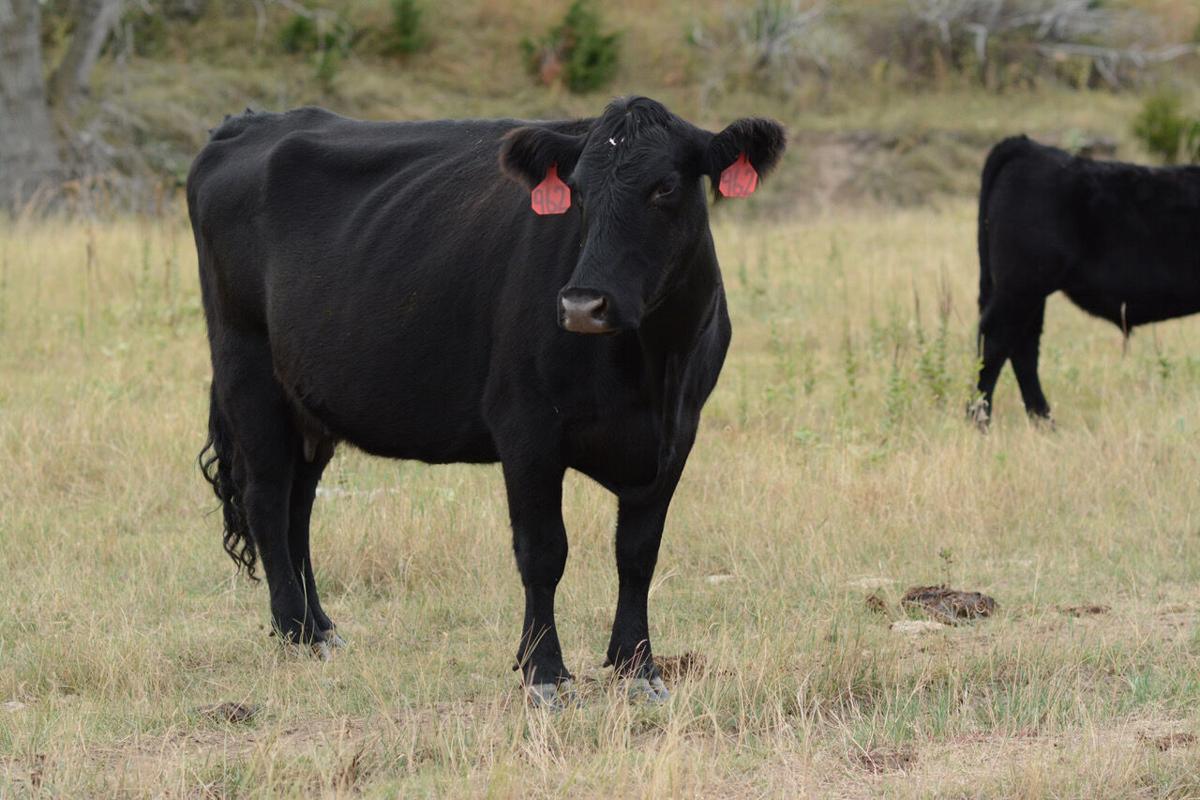 Angus Cow