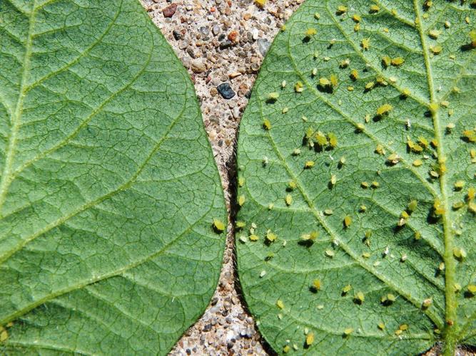 The difference between aphid-resistant and susceptible soybean plants