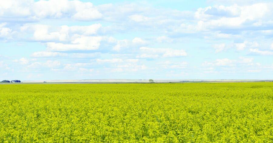 Canola market in a tight trading range
