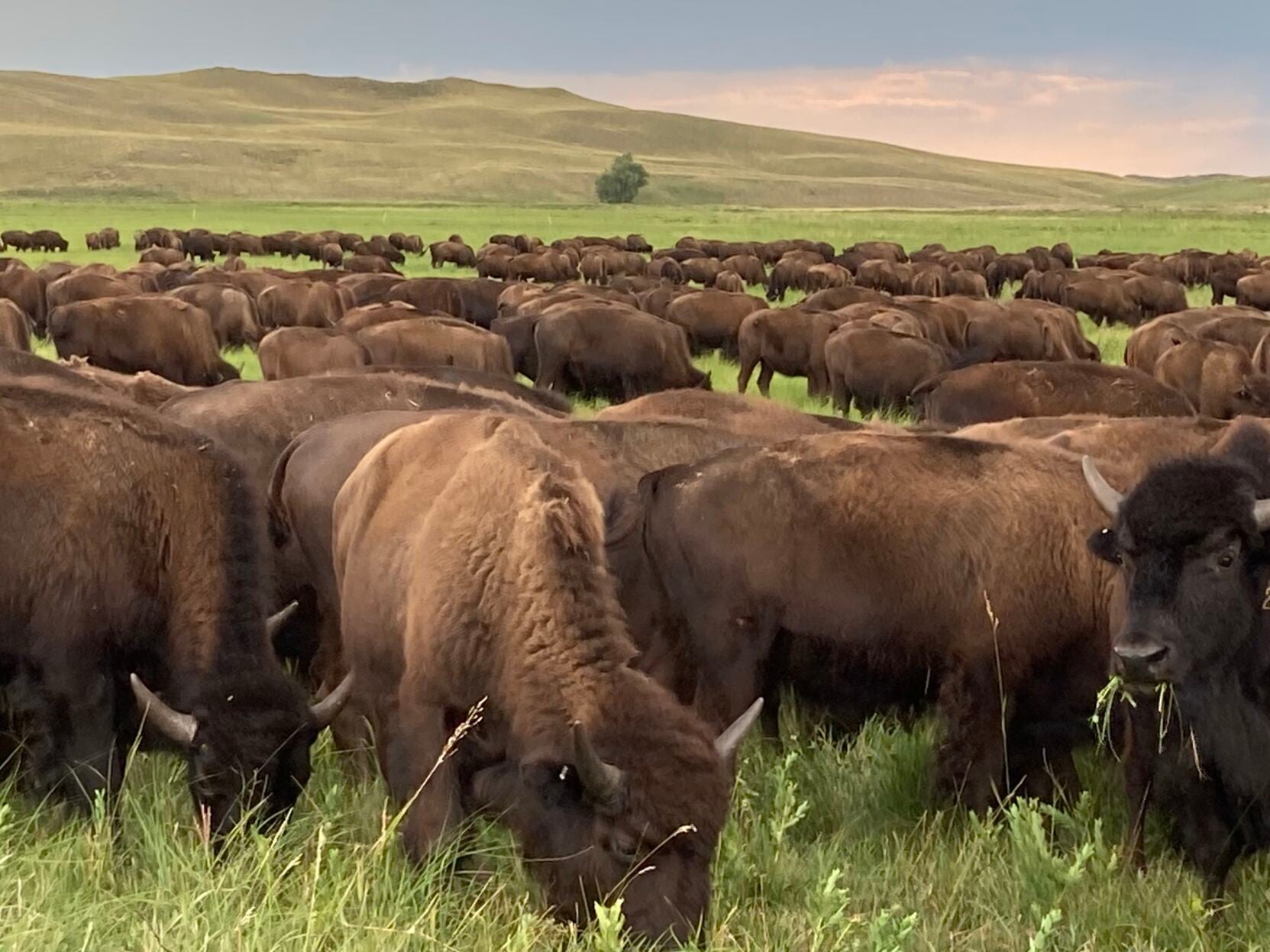 Bison grazing
