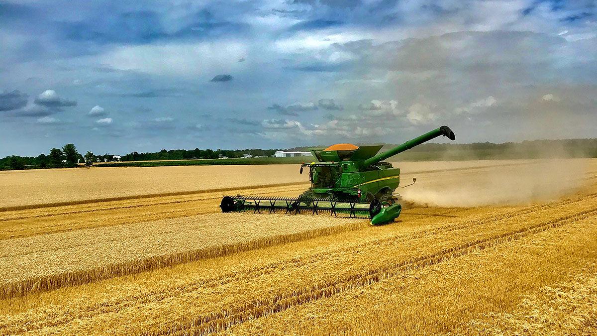 Wheat harvest