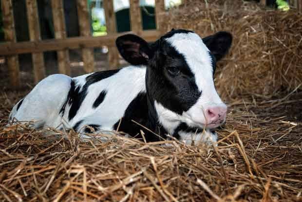 dairy-calf