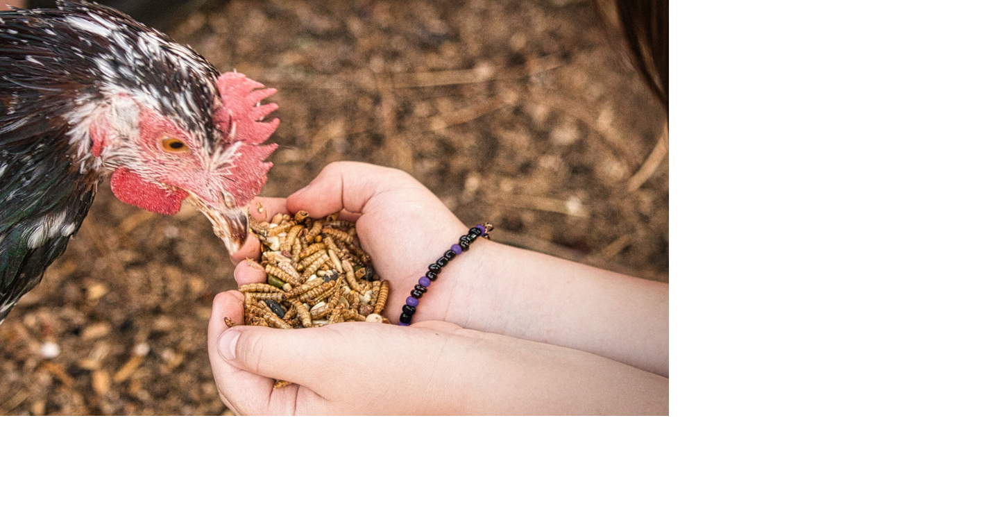 Research protects nation's poultry supply