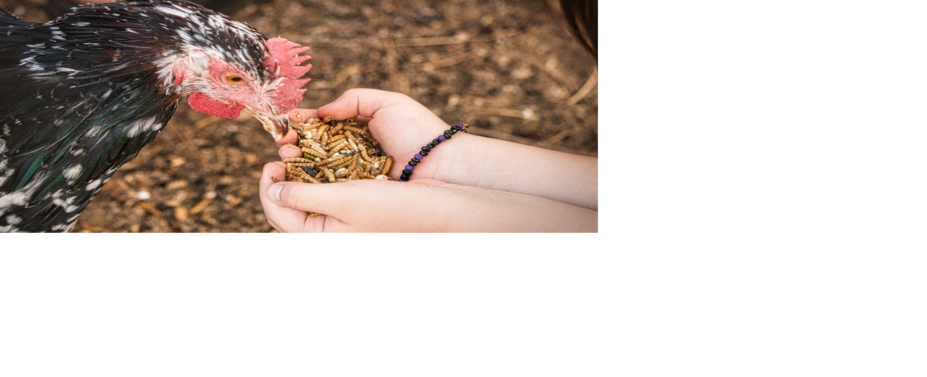 Chicken eating mealworms