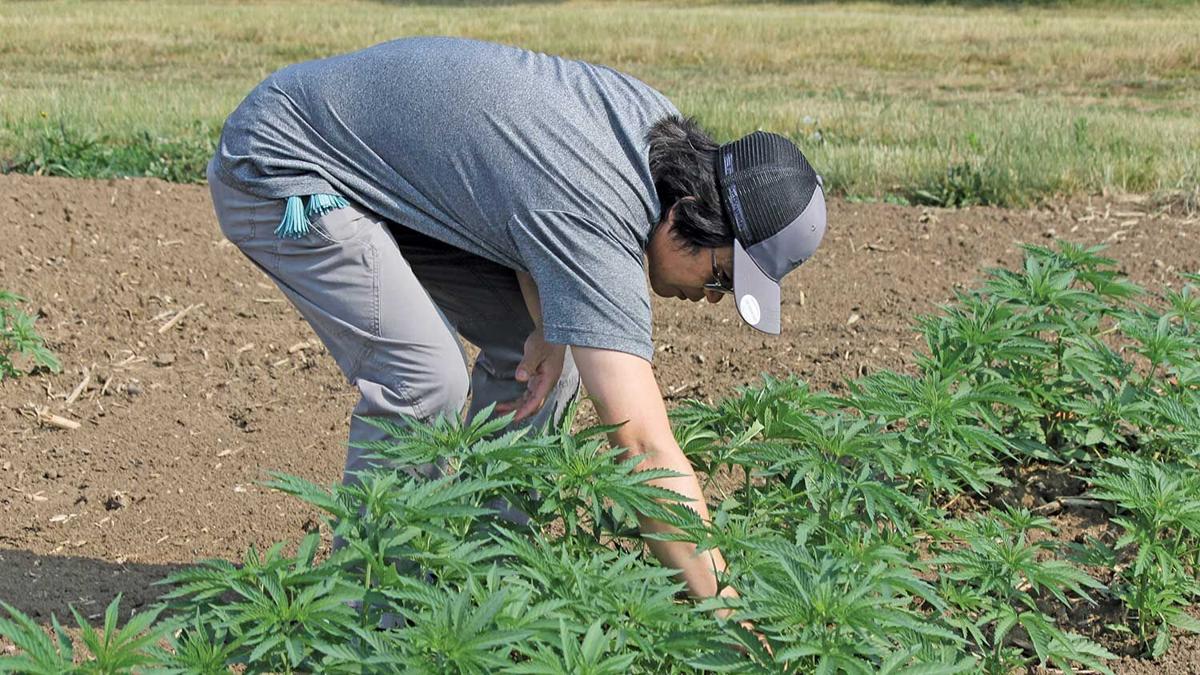 Crop scientist D.K. Lee checks hemp plants