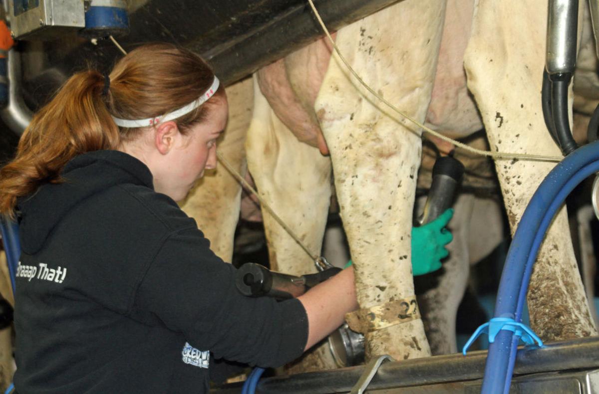 Hooking up the milkers