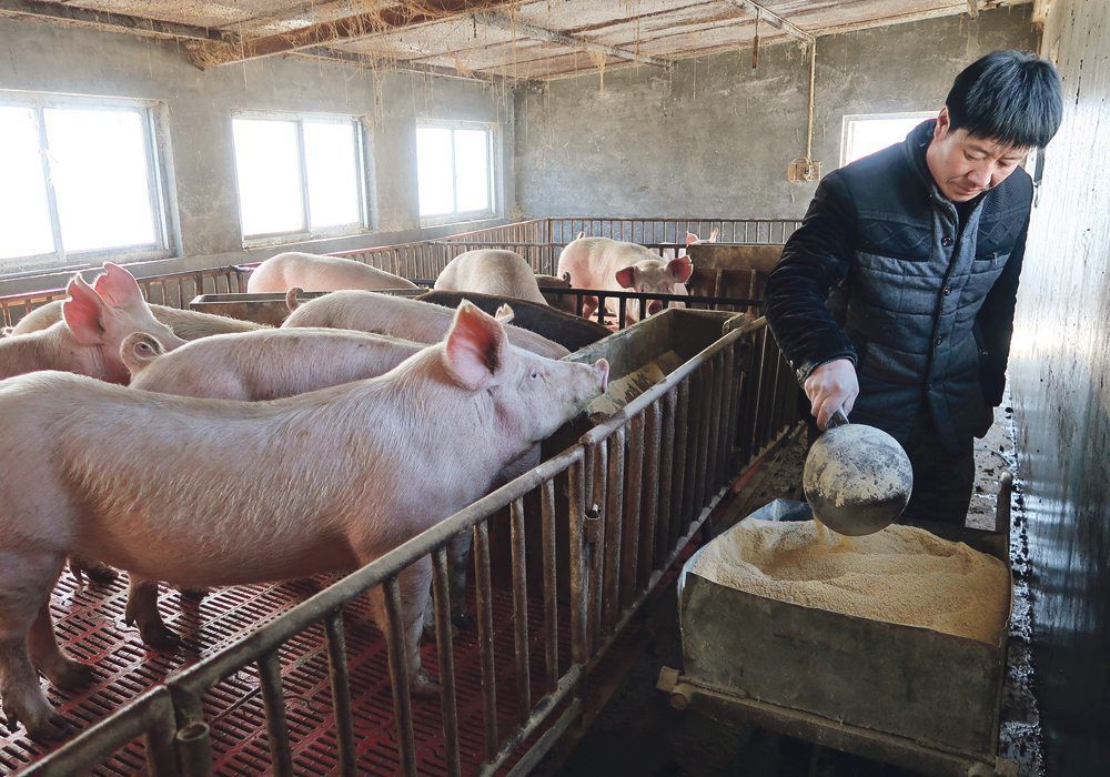 China pigs grow with newage tech Business