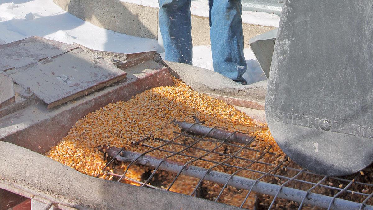Loading corn