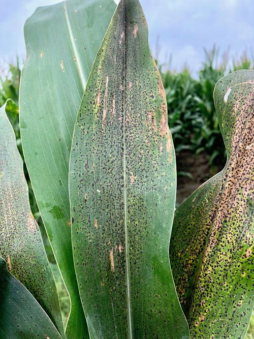 Corn tar spot