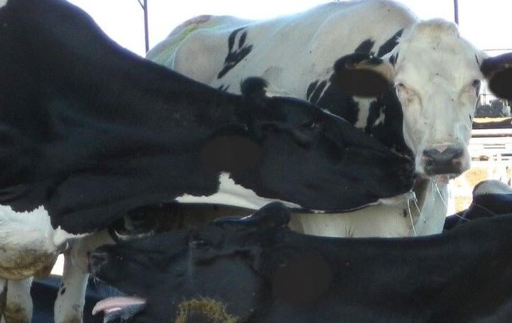 Cows standing overheating