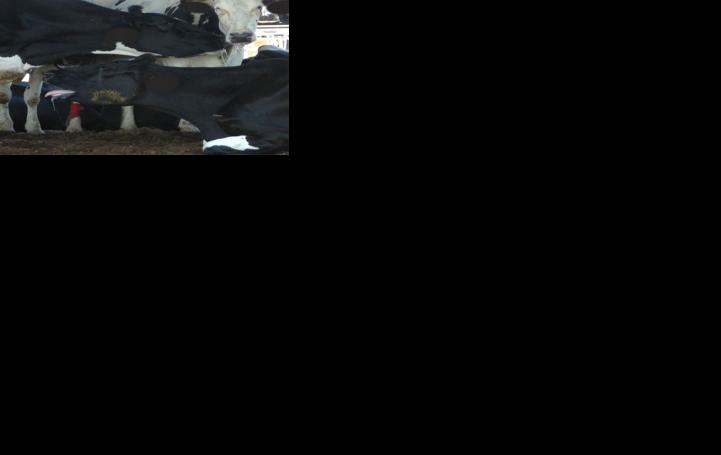 Cows standing overheating