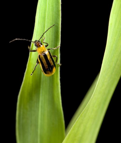 corn rootworm 1.jpg