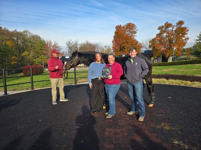 Not This Time stallion