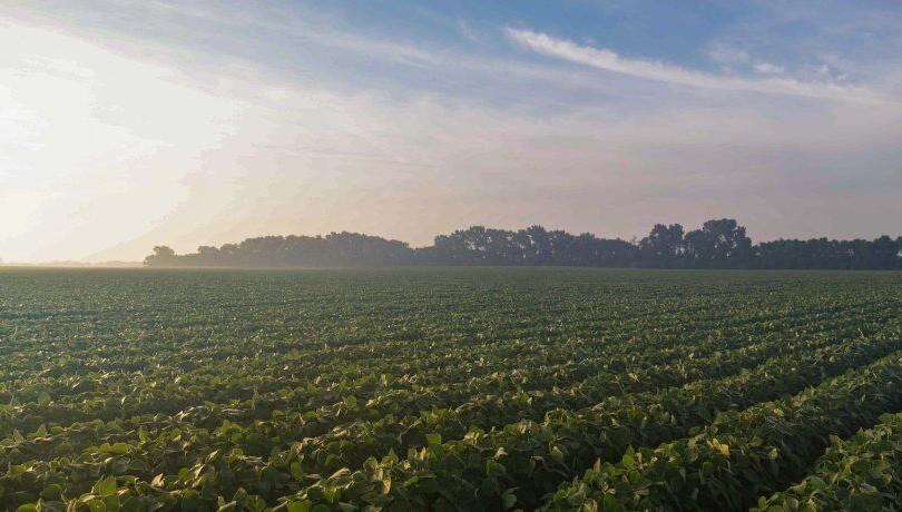 Soybean field