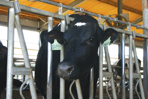 Dairy cow