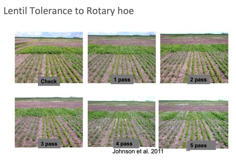 Lentil tolerance to rotary hoe