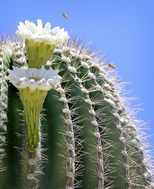 Arizona Cactus