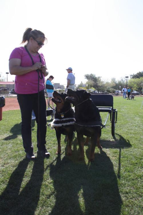 Ahwatukee Family Dog Show