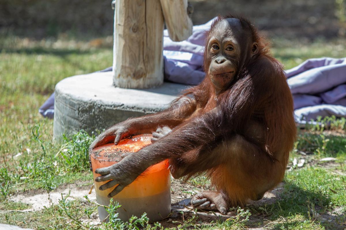 Phoenix Zoo uses popsicles to cool animals | Community Focus 