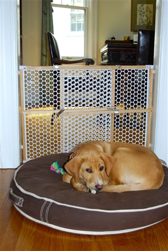 Homes-New Pup