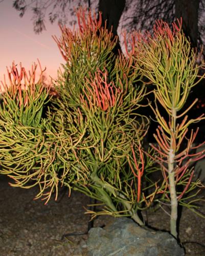 Pencil cactus discovery part of Ahwatukee's charm | Community Focus |  ahwatukee.com