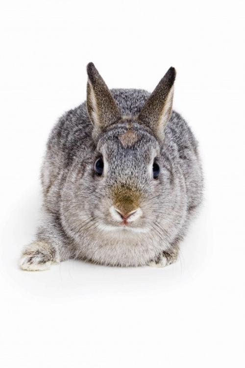 Beware the Easter bunny