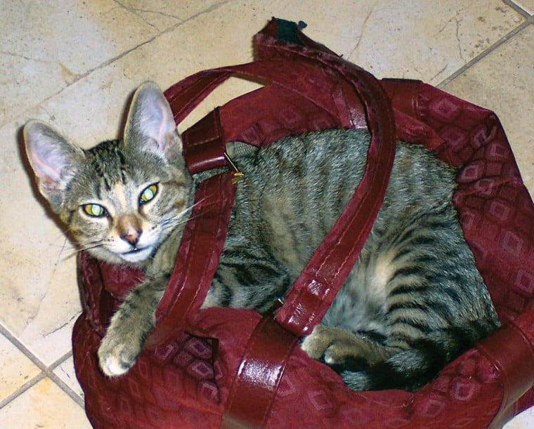 Pet of the Week: Kittens galore