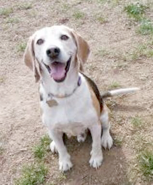 Someone to love: Scooter