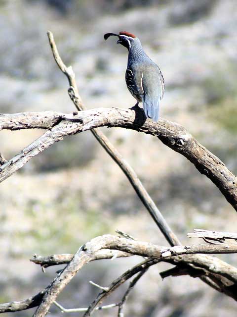 Local wildlife photographer has seen – and shot – pretty much everything