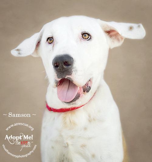 Someone to love: Samson