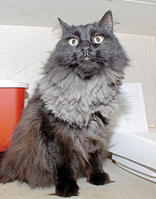 Someone to love: Luna