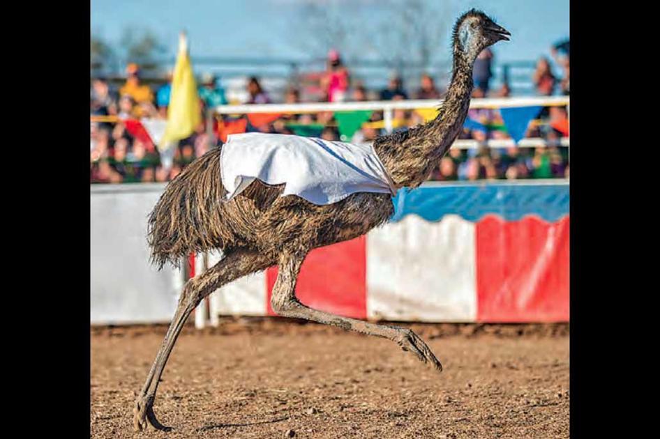 Ostrich Festival not so much about the birds Get Out