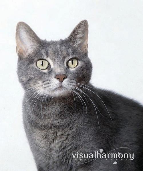 Someone to love: Chandra