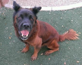 Someone to love: Sully
