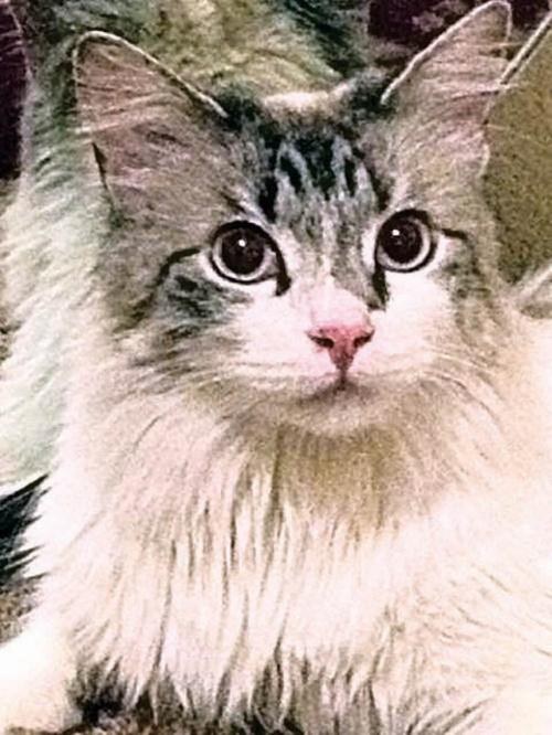 Someone to love: Bunny