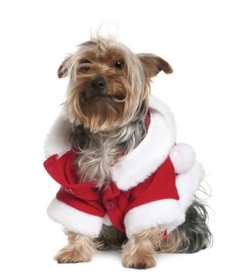 Dog christmas