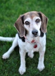 Someone to love: Dakota