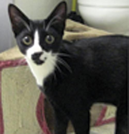Pet of the Week (11/18)