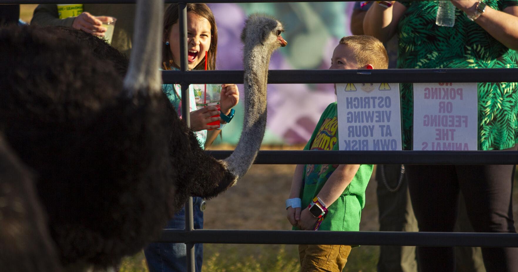 Annual Ostrich Festival returns for two weekends - Vimarsana News