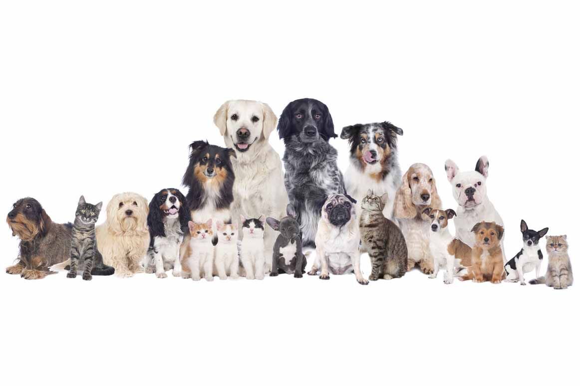 Local pet food store slates adoption sessions News ahwatukee