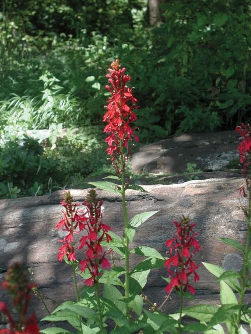 Red cardinal flower