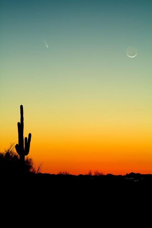 Comet PanSTARRS