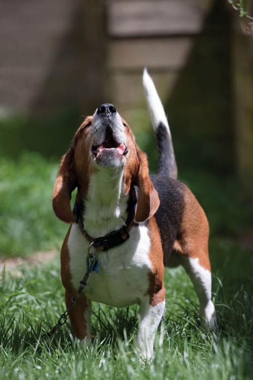 Beagle