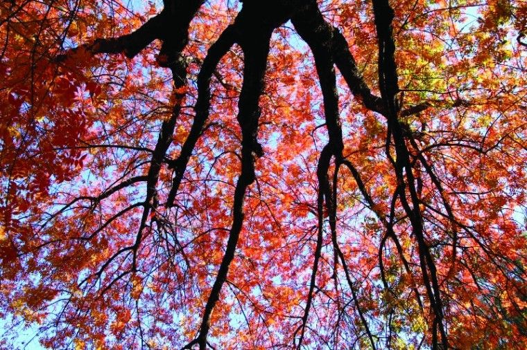 Fall colors