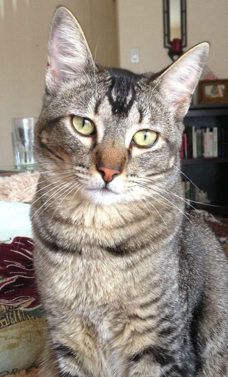 Someone to love: Romeo