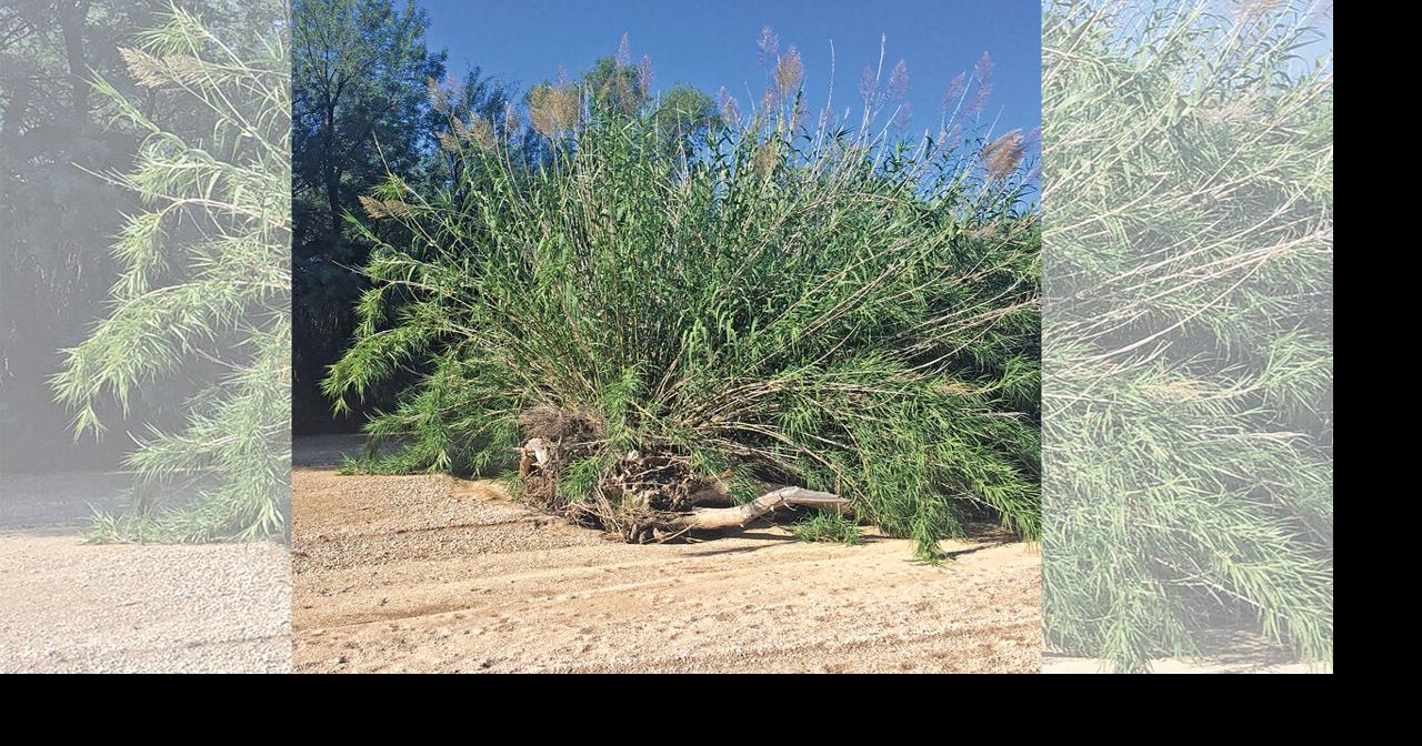 Fast-growing reed threatens Arizona waterways | News | ahwatukee.com