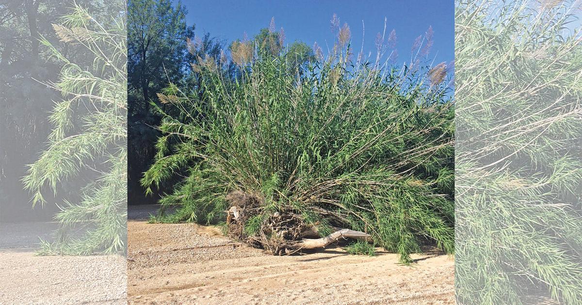 Fast-growing reed threatens Arizona waterways | News | ahwatukee.com