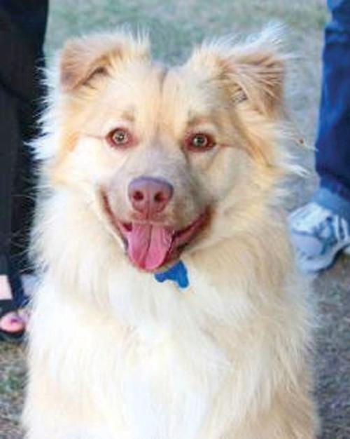 Someone to love: Scout