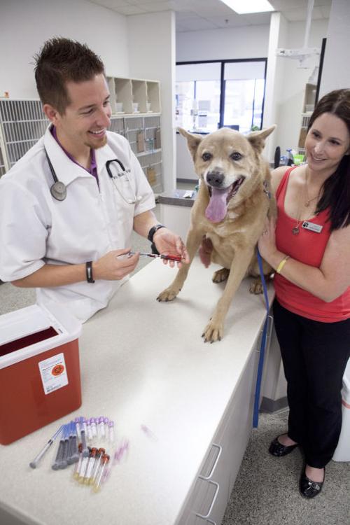 Dog Blood Drive